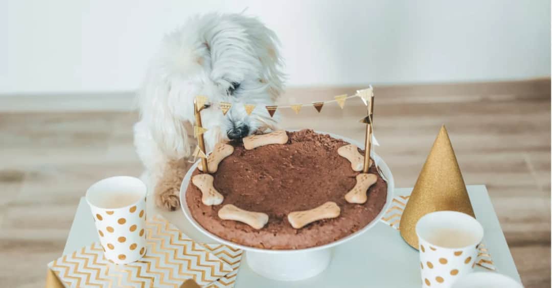 Jak zrobić tort dla psa - zdrowy przepis na pyszną ucztę dla pupila